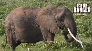 Amboseli Elephant Herd With A Female Tusker | Zebra Plains Safari