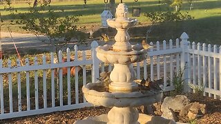 Waxwing birds flash mob fountain