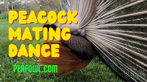 Peacock Mating Dance, Peacock Minute, peafowl.com