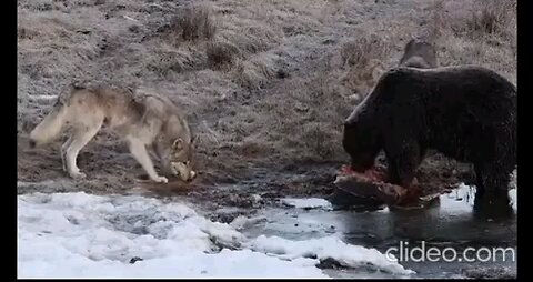 Nature: Playful wolf trying I get bear to share it's meal.