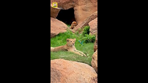 Lion and bird video