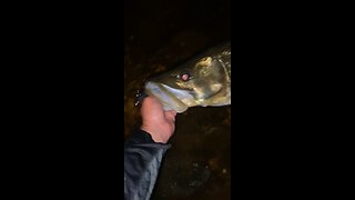 Giant snook