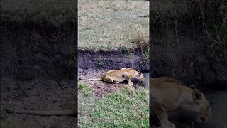 Thirsty Lioness #shorts | #ShortsAfrica