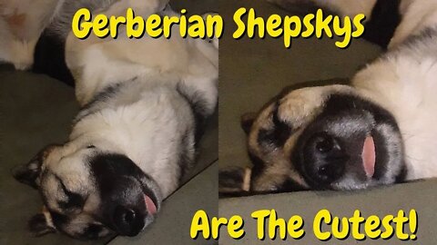 # shorts Gerberian Shepsky Sleeping Funny Dreaming of Treatos
