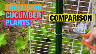 Trellising cucumber plants comparison video
