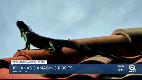 Iguanas damaging roofs of South Florida homes