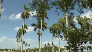 Is West Palm Beach trading in palm trees for shade trees?