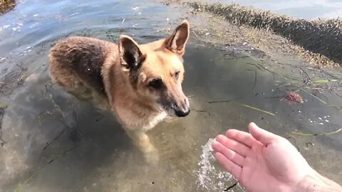 Scout develops a taste for shell fish and seaweed salad on Great Diamond Island Maine