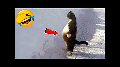 Funniest Animals Video - Funny Dogs And Cats - Try Not To Laugh Animals 2023