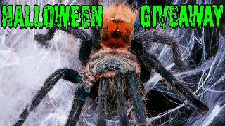 Halloween Tarantula GIVEAWAY! Harmony House Fundraiser