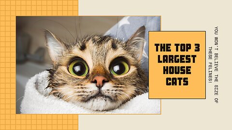 The Top 3 Biggest House Cat Breeds