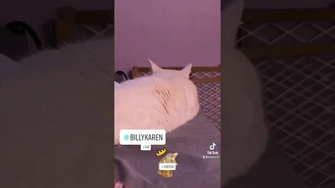 #cat #catsoftiktok #billykaren #gato #kot #חתול #ਬਿੱਲੀ #کیٹ #고양이 #γάτα #แมว #বিড়াল #კატა #conmèo