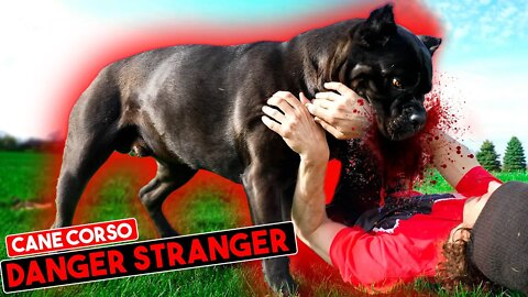 Cane Corso How To Let Strangers Into House With Guard Dog 😱