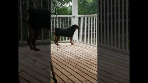 Guard Rottweiler Patroling Deck 😍 #Shorts #rottweiler