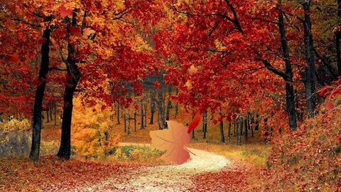 Walking Down the Path of Autumn Ambience/Peaceful Piano Background