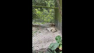 Lions At Naples Zoo