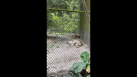 Lions At Naples Zoo