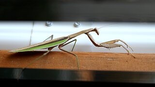 Praying Mantis