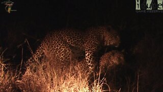 WILDlife: Spotlit Pairing Leopards