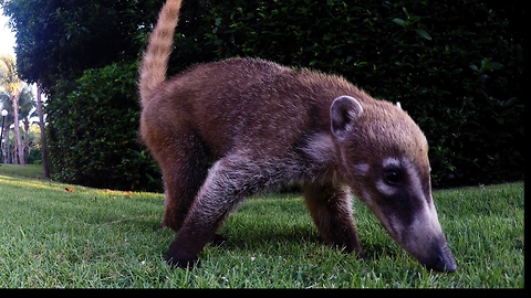 Playful baby coatis thoroughly investigate GoPro
