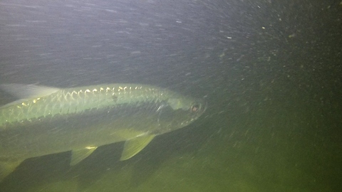Giant Tarpon appear as ghostly silver specters during night scuba dive
