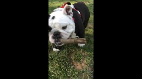 Rast loves his sticks!