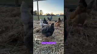 Fresh straw for the chickens!￼