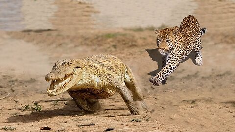 Jaguar Vs Caiman Croc to the Death | Love The Wild