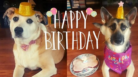 Gerberian Shepsky Fun On Her 2nd Birthday | Turkey Necks, Birthday Cake, Presents and Terrible 2's