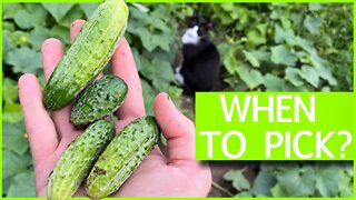 How to avoid bitter Cucumbers 🥒 (learn how to harvest)