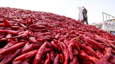 How Tons of Red Chili Pepper Harvesting by Machine - Paprika Chili Powder Processing