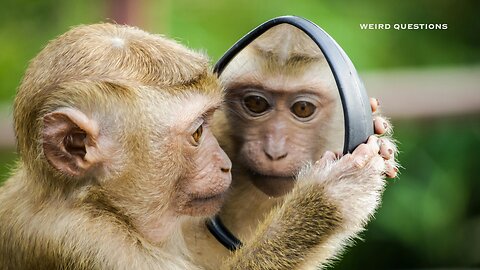 Monkey See, Monkey Do? Chimpanzees and Societal Pressure