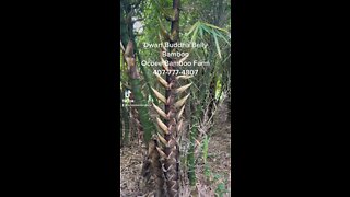 Dwarf Buddha Belly Bamboo Ocoee Bamboo Farm 407-777-4807