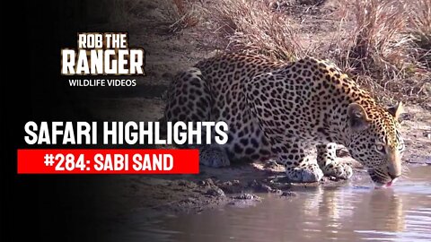 Safari Highlights #284: 26 - 29 July 2014 | Sabi Sand Nature Reserve | Latest Wildlife Sightings