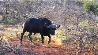 Eye to Eye with BLACK DEATH / Bowhunting Cape Buffalo