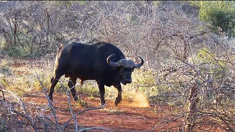 Eye to Eye with BLACK DEATH / Bowhunting Cape Buffalo