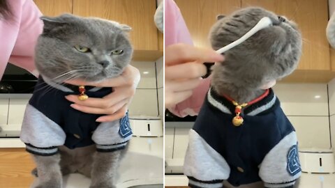The cat that is still sleepy is dressed and brushes his teeth