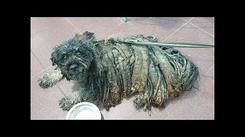 You WOULDN'T BELIEVE How This DOG Looked After We Removed These Dreadlocks