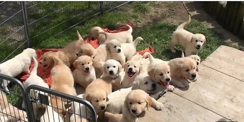 🐕‍🦺Baby dog's Fun videos Amazing Video Puppy's First Day Outdoors"