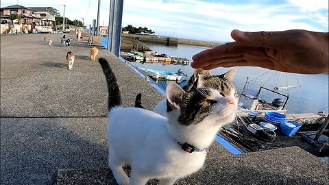 If you sit on the cat island, you will be surrounded by cats in no time.