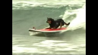 Dogs Go Surfing