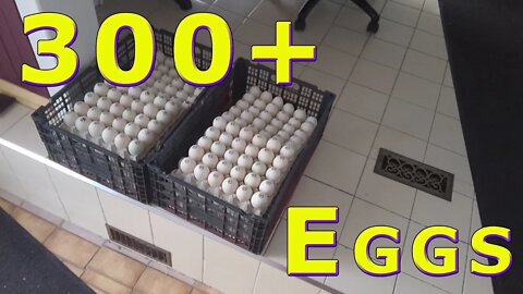 310+ Duck Egg Food Bank Donation November 12, 2019