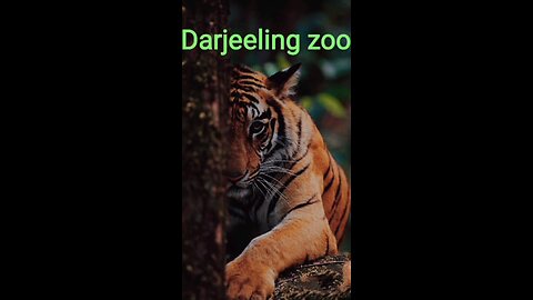 A tiger was acting as a hunter in Darjeeling Zoo.