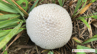 Mushroom Hunting for Gem Studded Puffballs