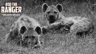 Hyena Den At Night | Maasai Mara Safari | Zebra Plains