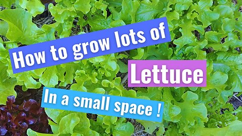 How to grow lots of lettuce with limited space - Cut and Come Again harvesting