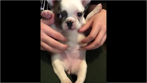 Puppy receives loving belly rubs from owner