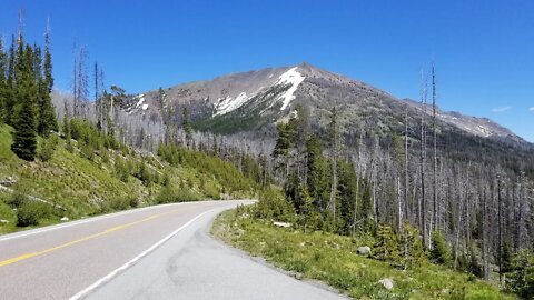 Yellowstone Update - Many Pine Trees in the Eastern Side of Park Are Dead