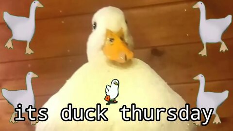 Duck it