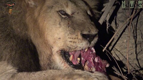 Male Lion Scavenging An Impala